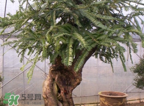紅豆杉是紅木嗎？紅豆杉是國(guó)際幾級(jí)保護(hù)植物？