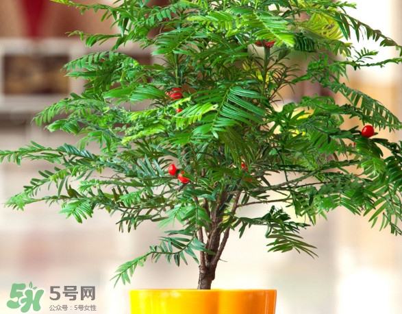 紅豆杉怎么養(yǎng)植？紅豆杉的養(yǎng)殖方法和注意事項(xiàng)