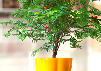 紅豆杉怎么養(yǎng)植？紅豆杉的養(yǎng)殖方法和注意事項(xiàng)