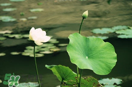 喝荷葉茶能減肥嗎？荷葉茶和什么搭配最好？