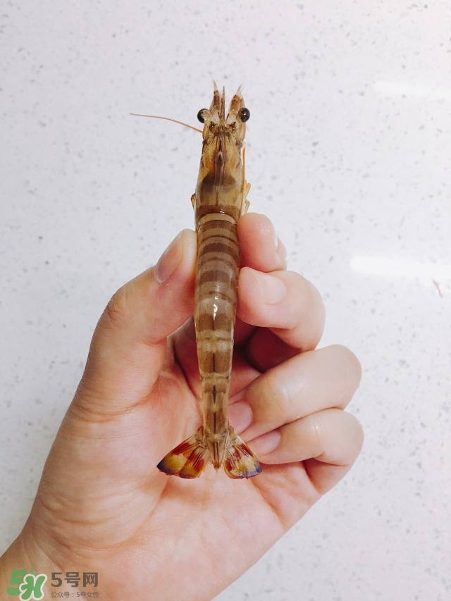 活基圍蝦怎么保存？活基圍蝦怎么處理干凈？