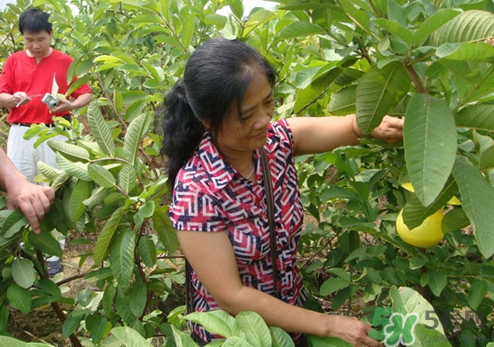 番石榴葉子能治糖尿病嗎？番石榴葉降血糖嗎？