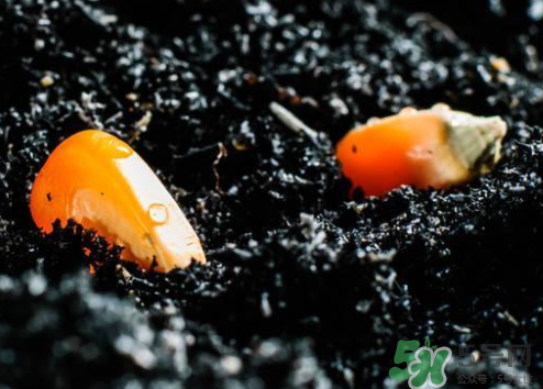冰糖玉米種子哪里有賣？冰糖玉米種子的銷售地