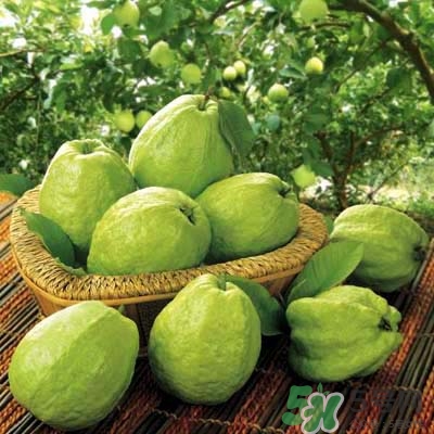 哺乳期可以吃番石榴嗎？哺乳期不能吃什么？