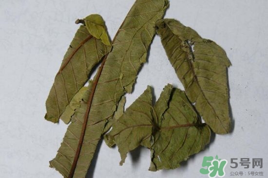 番石榴葉茶怎么做？番石榴葉茶的副作用
