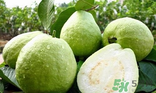 孕婦可以吃番石榴嗎？孕婦吃番石榴對(duì)胎兒好嗎？