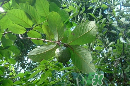 番石榴葉子能治糖尿病嗎？番石榴葉降血糖嗎？