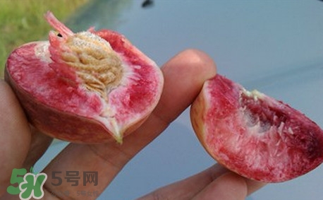 中華血桃什么時候成熟？中華血桃產(chǎn)地在哪兒