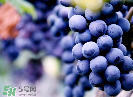 夏黑葡萄幾月成熟？夏黑葡萄幾月份上市？