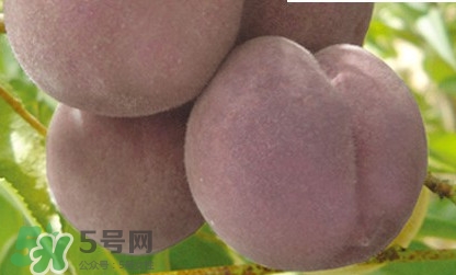 黑桃是什么水果？吃黑桃有什么好處？