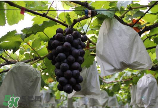 夏黑葡萄怎么洗？夏黑葡萄怎么洗才干凈？