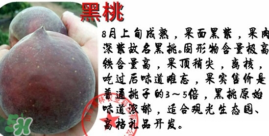 黑桃水果是什么品種？黑桃是酸性還是堿性