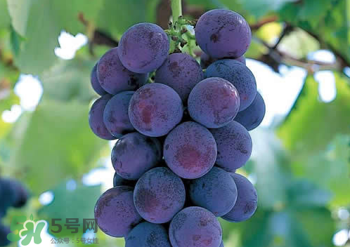 巨峰和夏黑哪個(gè)好吃？哪個(gè)貴？有什么區(qū)別？