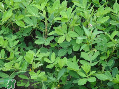 七月份可以種花生嗎？花生七月份可以種植嗎？