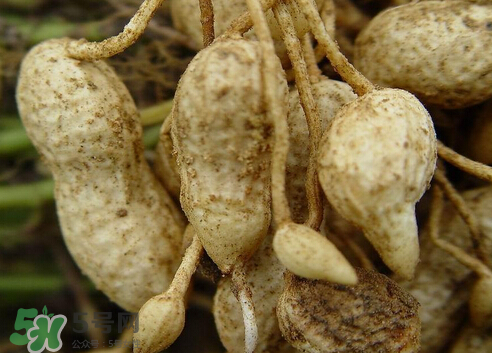 七月份可以種花生嗎？花生七月份可以種植嗎？