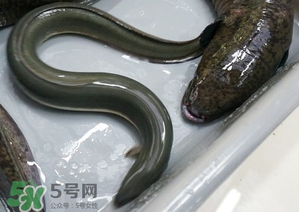 鰻魚(yú)是鱔魚(yú)嗎？鰻魚(yú)是白鱔嗎