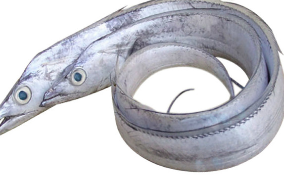 鰻魚是帶魚嗎？鰻魚和帶魚有什么區(qū)別