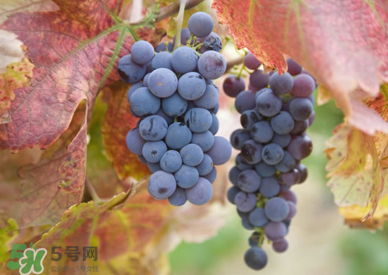 玫瑰香葡萄孕婦能吃嗎？孕婦可以吃玫瑰香葡萄嗎？