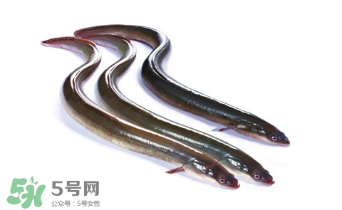 海鰻和河鰻哪個好吃？如何區(qū)分河鰻與海鰻