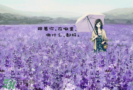 七月份還有薰衣草嗎？7月份還有薰衣草嗎？