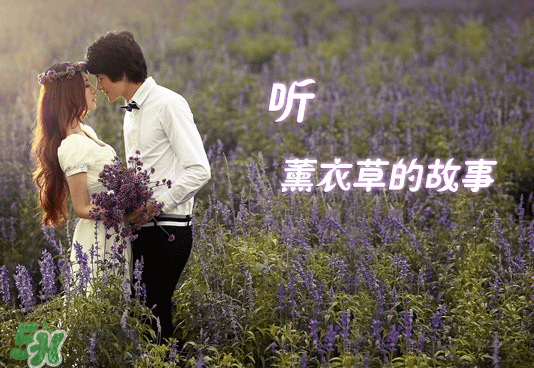 七月份還有薰衣草嗎？7月份還有薰衣草嗎？