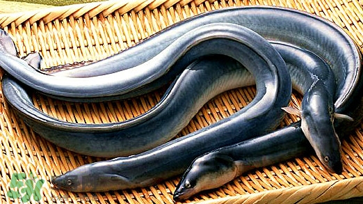 鰻魚是泥鰍嗎？鰻魚與泥鰍什么區(qū)別