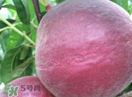 黑桃是什么水果？吃黑桃有什么好處？