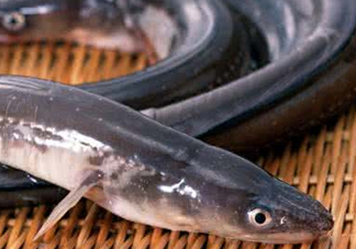 鰻魚是鱔魚嗎？鰻魚是白鱔嗎