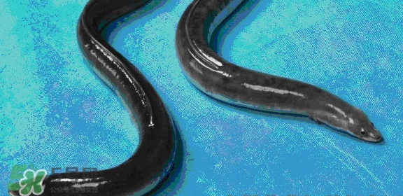鰻魚(yú)是鱔魚(yú)嗎？鰻魚(yú)是白鱔嗎