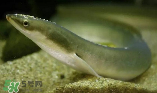 鰻魚(yú)是鱔魚(yú)嗎？鰻魚(yú)是白鱔嗎