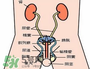 腎結石怎么治最好？腎結石的醫(yī)治方法