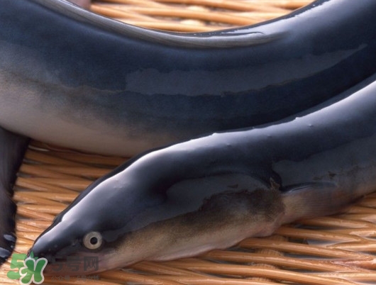 鰻魚是泥鰍嗎？鰻魚與泥鰍什么區(qū)別