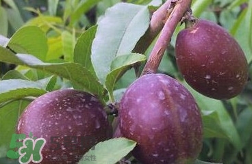 黑桃是什么水果？吃黑桃有什么好處？