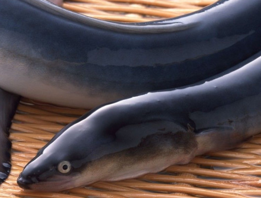 鰻魚是帶魚嗎？鰻魚和帶魚有什么區(qū)別
