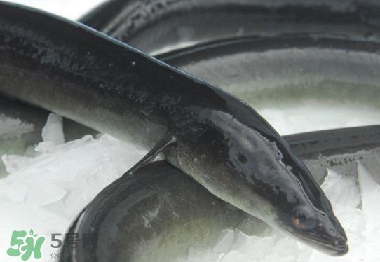 海鰻和河鰻哪個(gè)好吃？如何區(qū)分河鰻與海鰻