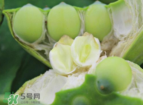 蓮蓬可以泡水喝嗎？蓮蓬泡水的功效與作用