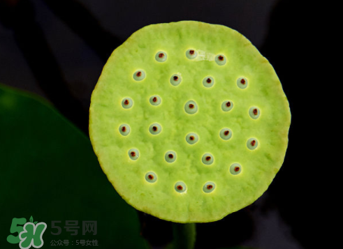 吃蓮蓬長(zhǎng)胖嗎？吃蓮蓬會(huì)胖嗎？