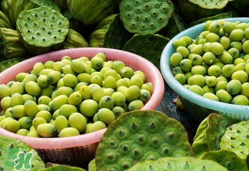 吃蓮蓬長(zhǎng)胖嗎？吃蓮蓬會(huì)胖嗎？