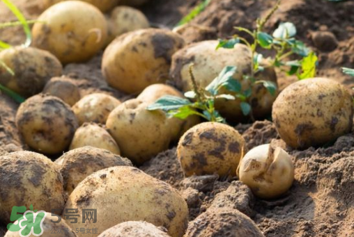 7月份能種土豆嗎？土豆7月怎樣種植？