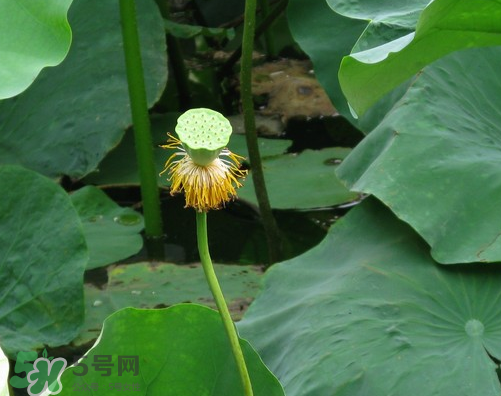 蓮蓬是什么樣子？蓮蓬是怎么長(zhǎng)出來(lái)的？