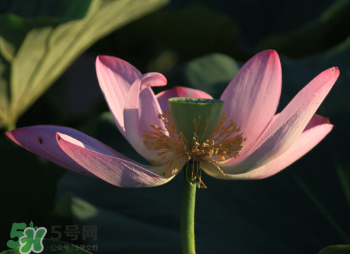 蓮蓬是什么樣子？蓮蓬是怎么長(zhǎng)出來(lái)的？