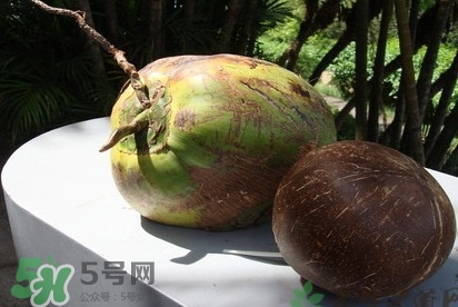 椰子什么時(shí)候成熟？椰子什么時(shí)候吃最好