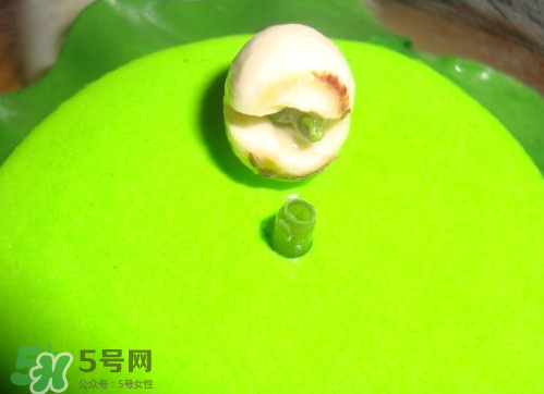新鮮蓮子可以種嗎？新鮮蓮子能種出荷花嗎？