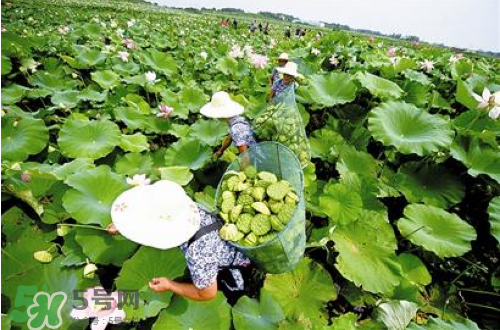 新鮮蓮子可以種嗎？新鮮蓮子能種出荷花嗎？