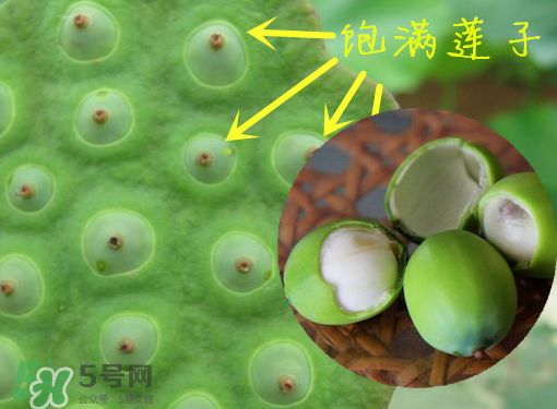 新鮮蓮子有什么功效？新鮮蓮子一次吃多少？