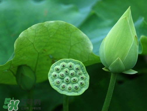 新鮮蓮蓬可以去胎毒嗎？蓮蓬煮水可以去胎毒嗎？