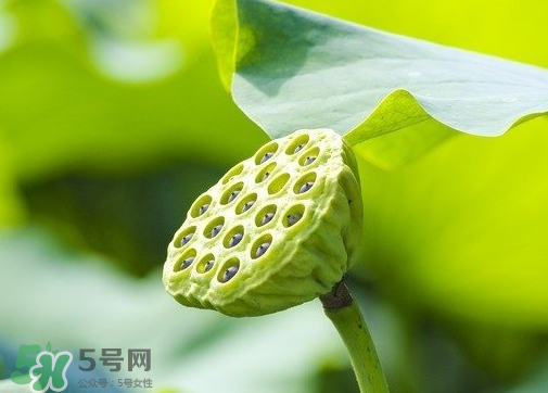 新鮮蓮蓬可以去胎毒嗎？蓮蓬煮水可以去胎毒嗎？