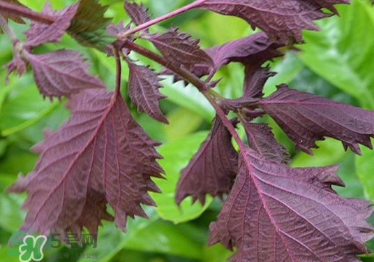 紫蘇是什么植物？紫蘇是發(fā)物嗎？