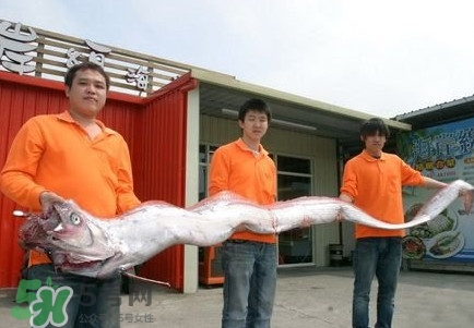 皇帶魚吃什么？皇帶魚吃人嗎？