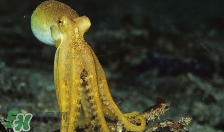八帶魚(yú)怎么洗？八爪魚(yú)怎么處理干凈